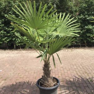 Trachycapus fortunei / Chinesische Hanfpalme Stamm 40-50 cm