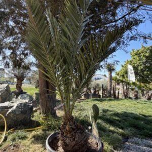 Phoenix Canariensis 250-300cm