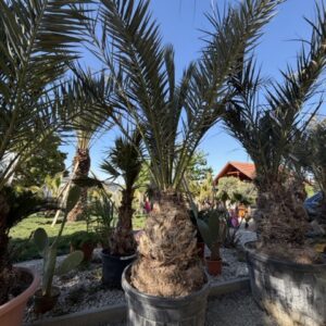 Phoenix Canariensis 3m