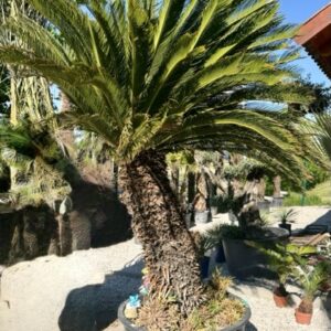 Cycas revoluta Gigantisch 125 cm Stamm