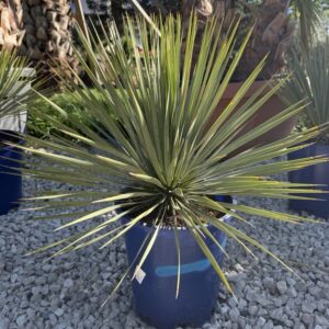 Yukka rostrata 90-100 cm