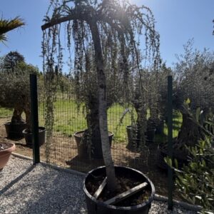 Cedrus atlantica 2,5-3 m