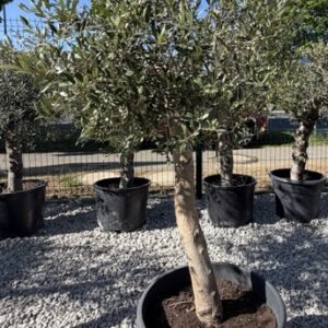 Olea europanea 1,5 - 1,8 m hoch