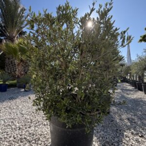 Olea europanea - Olivenstrauch