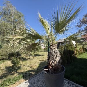 Brachea armata 110cm Stamm