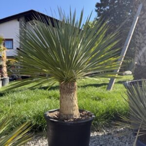 Yukka Rostrata 120 cm