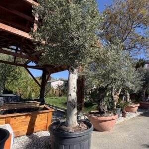 Olea europanea Lechin 3m hoch