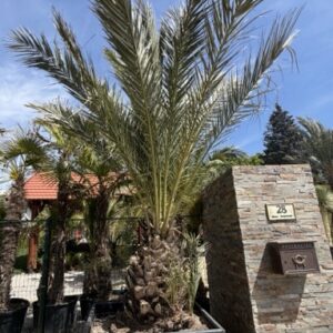 Phoenix Dactylifera 5m