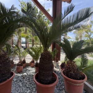 Cycas revoluta 13-150 cm Stamm