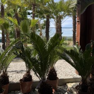 Cycas revoluta 10-15 cm Stamm