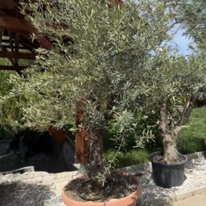 Olea europanea old skin