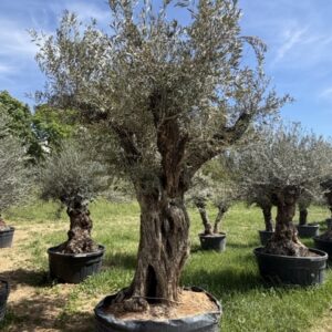 Olea europanea Uralter Stamm