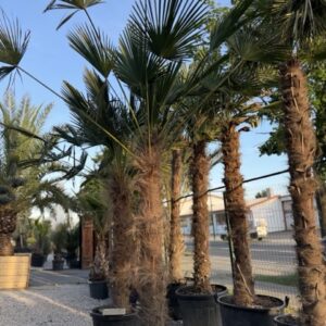 Trachycarpus wagnerianus 140-160 cm