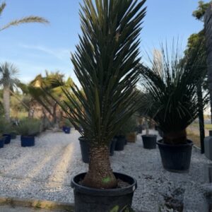 Yukka filifera 150 cm