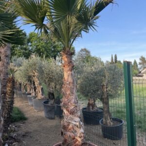 Washingtonia robusta 3m