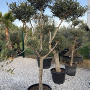 Olea europaea Pom pom 2,5-3 m hoch
