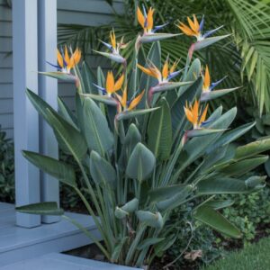 Strelitzia reginae 120-150 cm