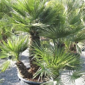 Chamareops humilis Group 180-220 cm