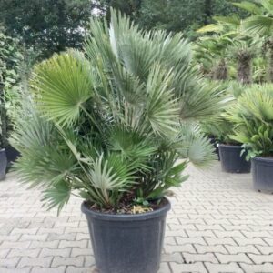 Chamaerops humilis 60-90 cm