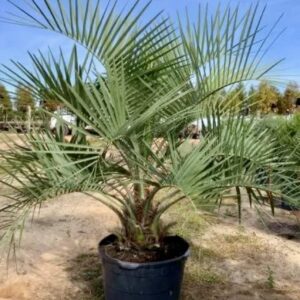Butia capitata 140-170 cm