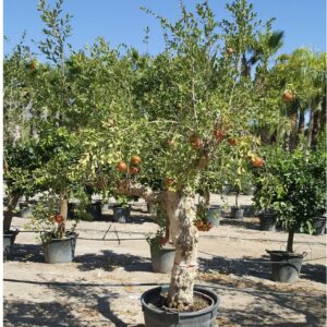 Punica granatum 2-2,5 m