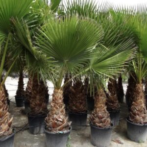 Washingtonia robusta 80-120 cm Stamm