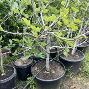 Ficus carica 180 cm