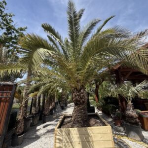 Phoenix canariensis 1 m Stamm
